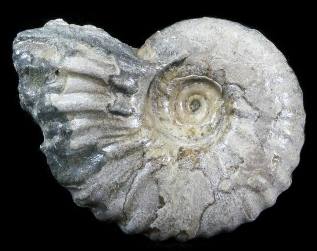 Acanthohoplites Ammonite Fossil - Caucasus, Russia #30100